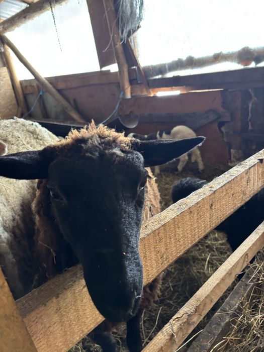 Vând 3 oi de un an cu miei lângă ele