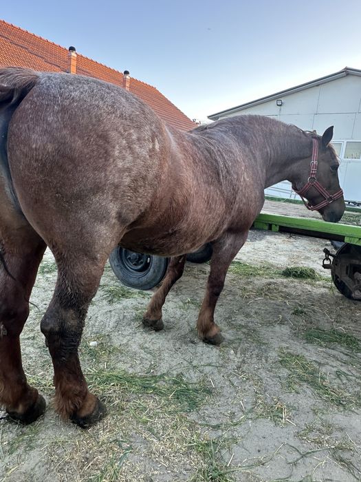 De vanzare iapă merge pe 11 ani