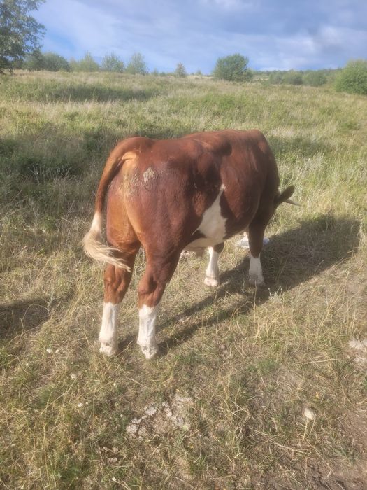 vand taurasi de 300 si 450 de kg