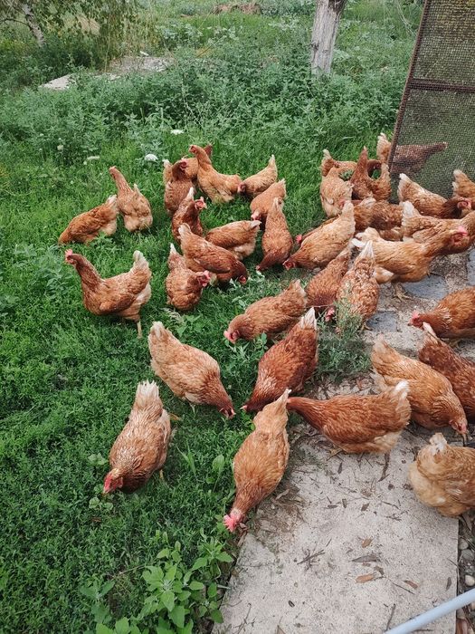 Găini roșii ouătoare