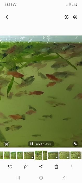 Меченосцы  аквариум рыбки