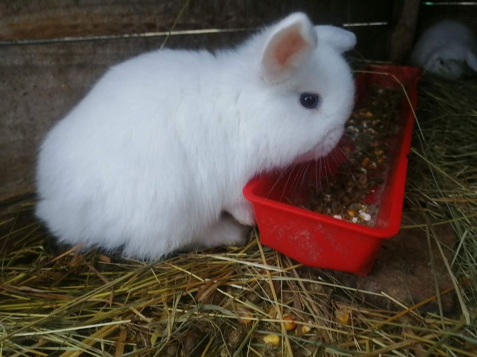 Iepuri berbec germán pitic