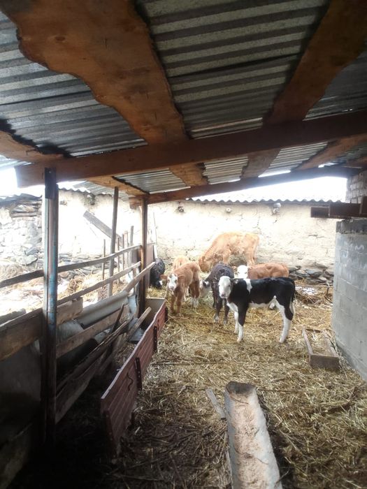 Продам телят 4 мес