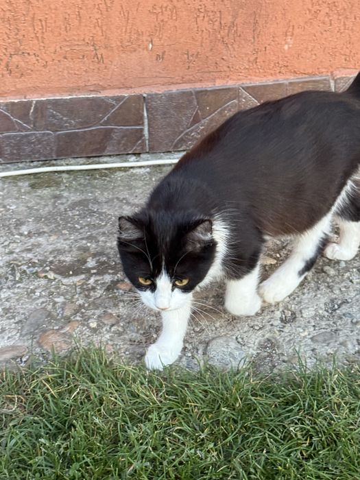 Donez cățeluși de talie mică și pisici