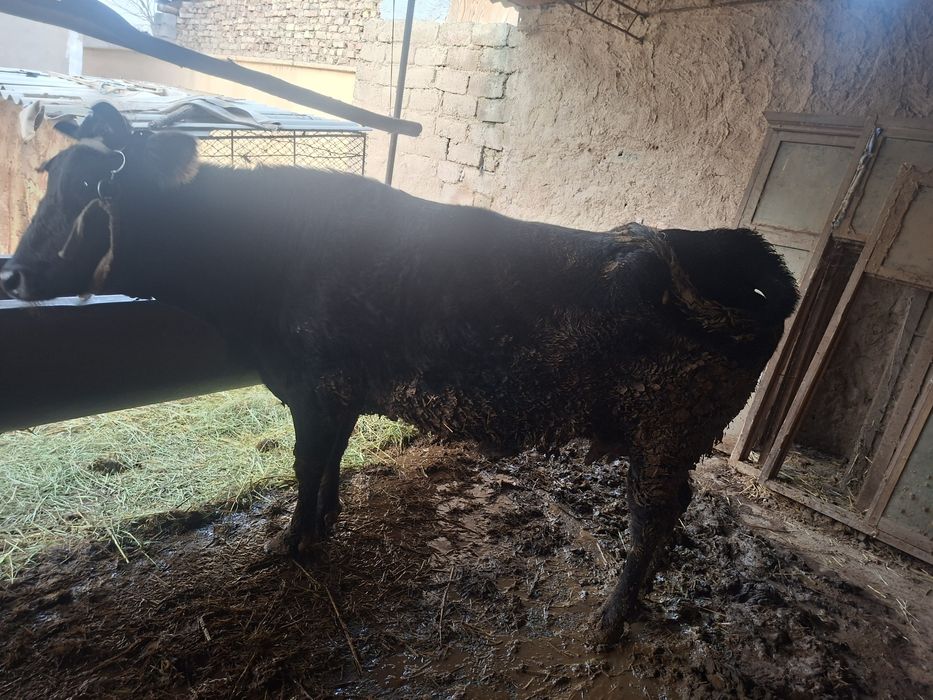 Mol.g'unajin. 3 yoshda.