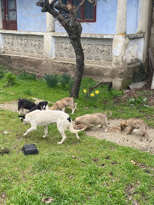 Ofer spre adoptie catei - caini - câini - căței