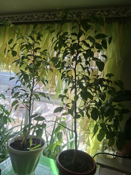 Продам Фикус Бенджамина