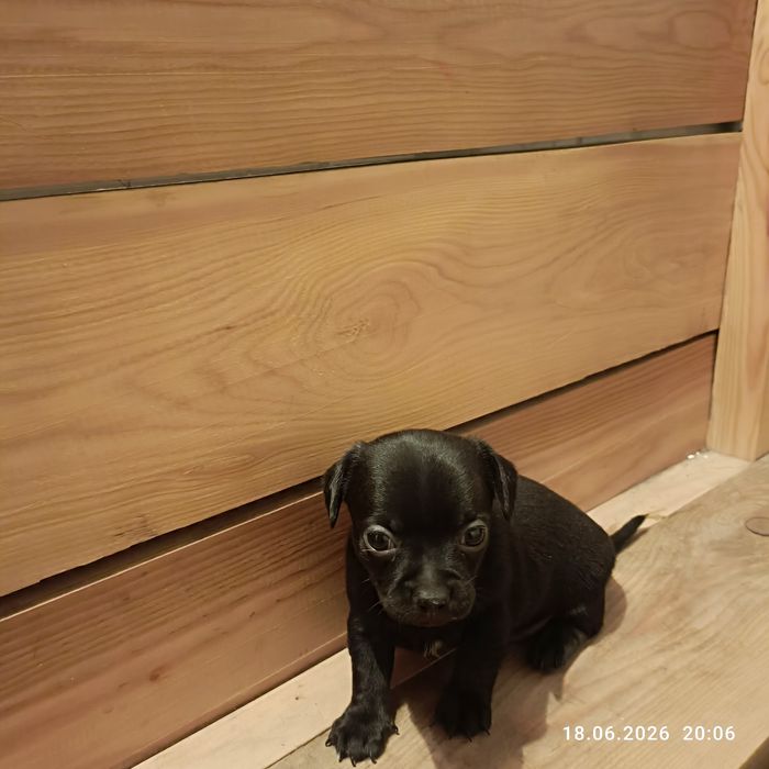 Чихуахуа  продаем