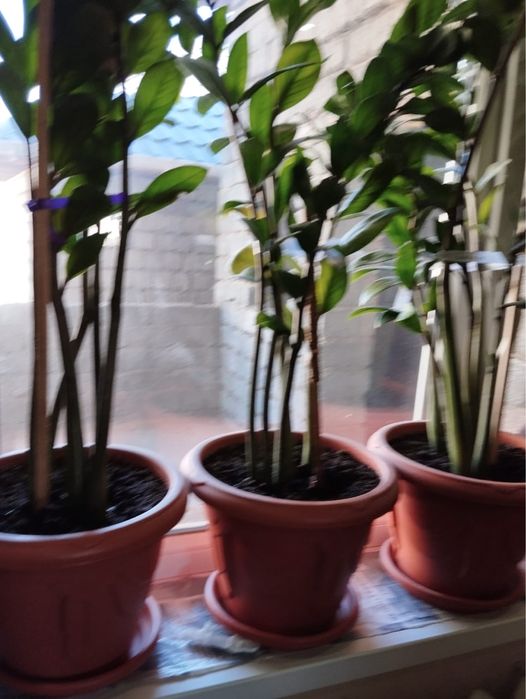 Комнатные растение