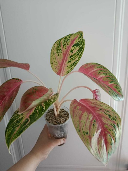 Разные комнатные цветы