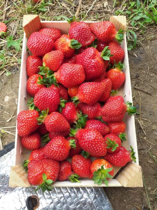 Разсад ягоди Азия, Клауди, Ароза – силен разсад, евтино 0.25 €