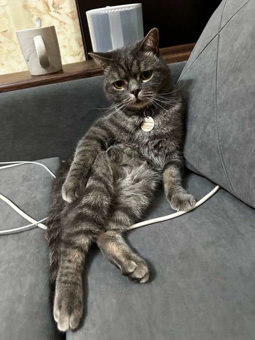 Отдам кота в добрые руки