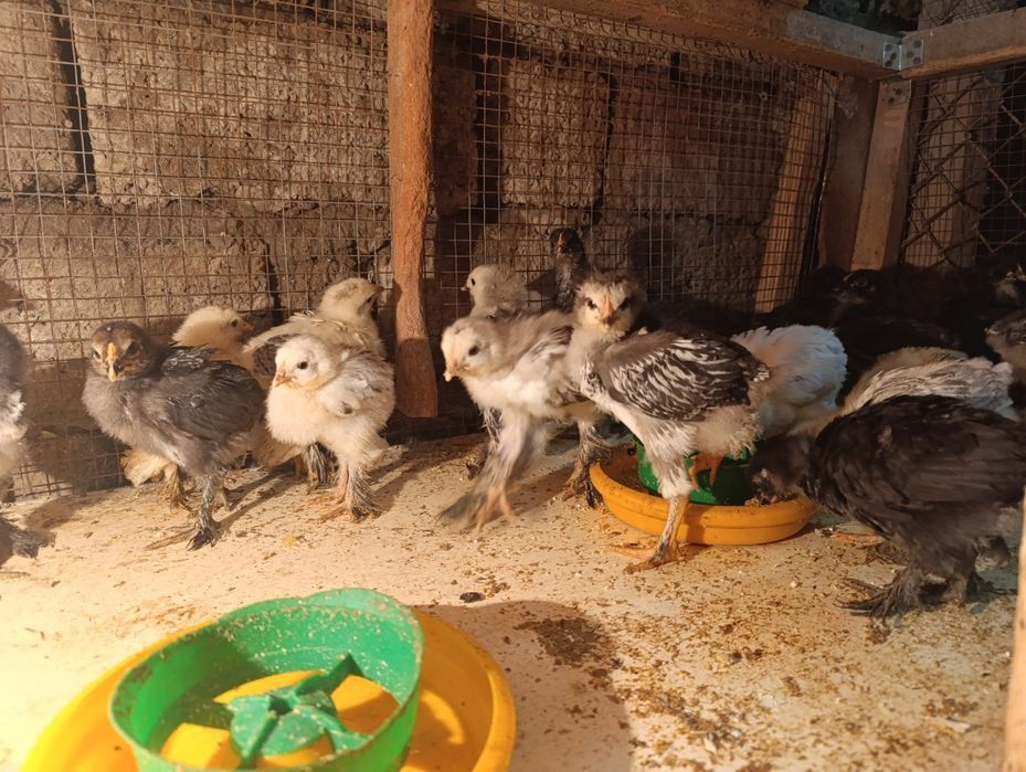 Цыплята  брама  продаются