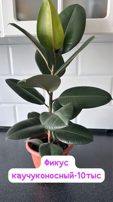 Фикус и Гибискус цвета персик