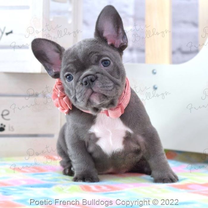 Femela bulldog francez