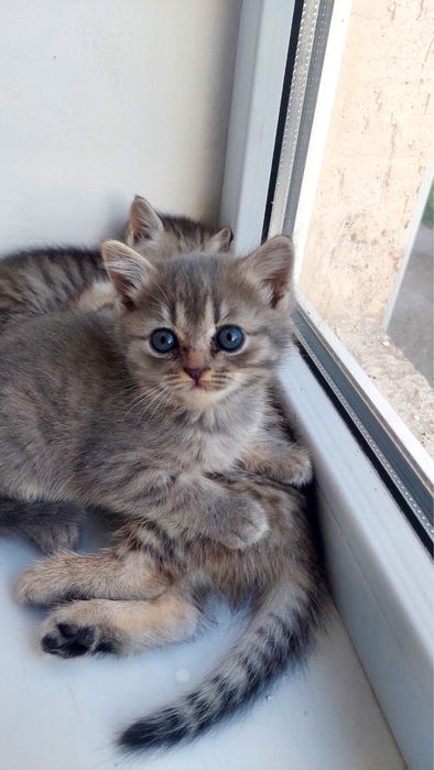 Марғаулар сүйкімді