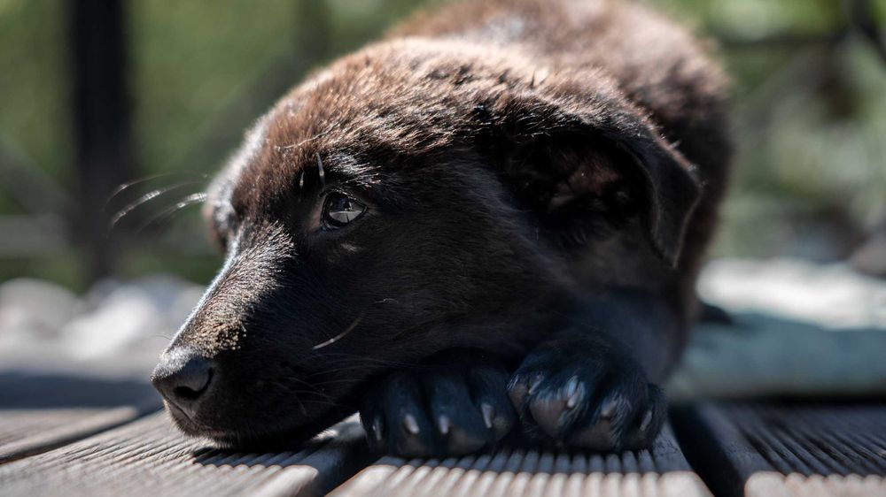 Чудо девчонки щеночки