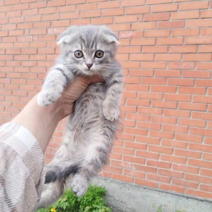 Котёнок шотландский вислоухий