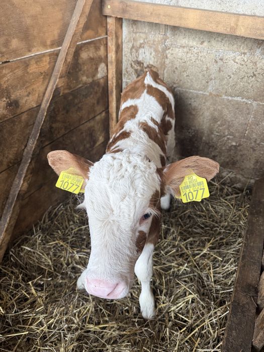 Viței bălțatâ românească