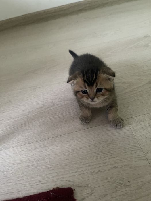 Mushuklar sotiladi Scotish Fold 1 oylik