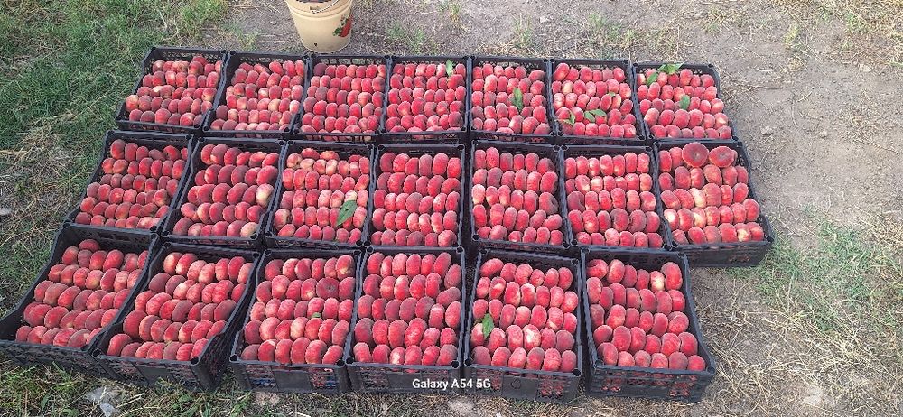 5 гектар бог сотилади