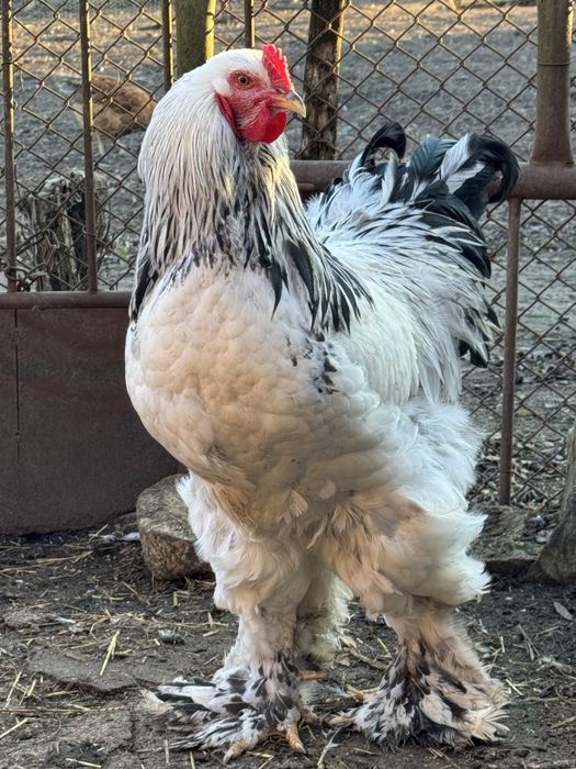 Разплодени яйца от Колумбийска Брама