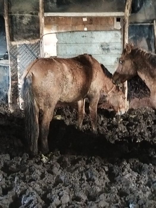 Жылқы семіз сатылады