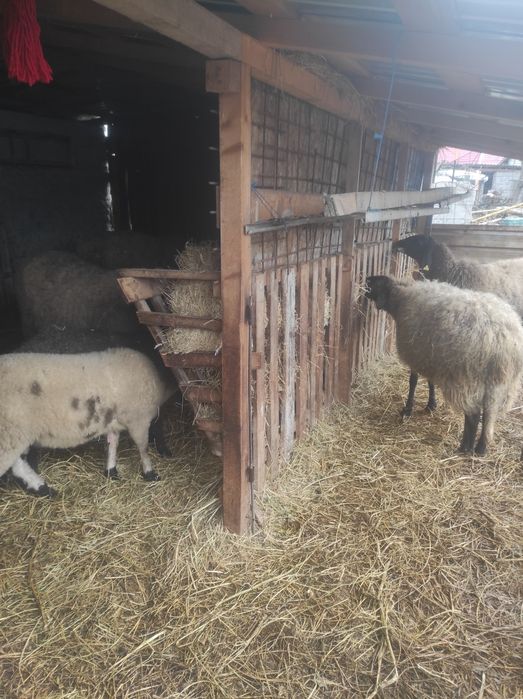 Vând  oii tinere,de ținut  sunt și fătate