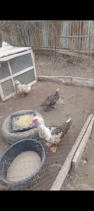 Утка , индаутка .