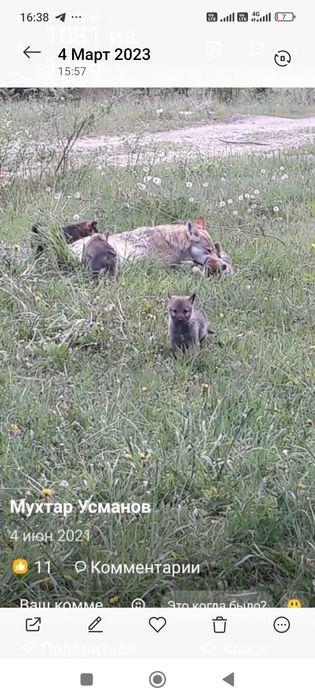 Вязка, кобель немецкий овчарки