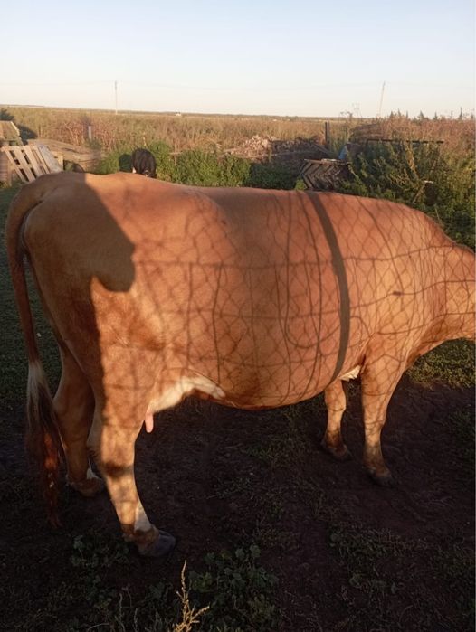 Продам корову на мясо