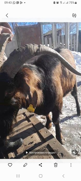 Породом Альпиские коз.