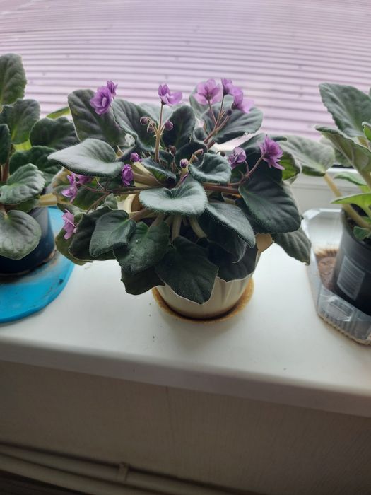 Продам Фиалки 500тг