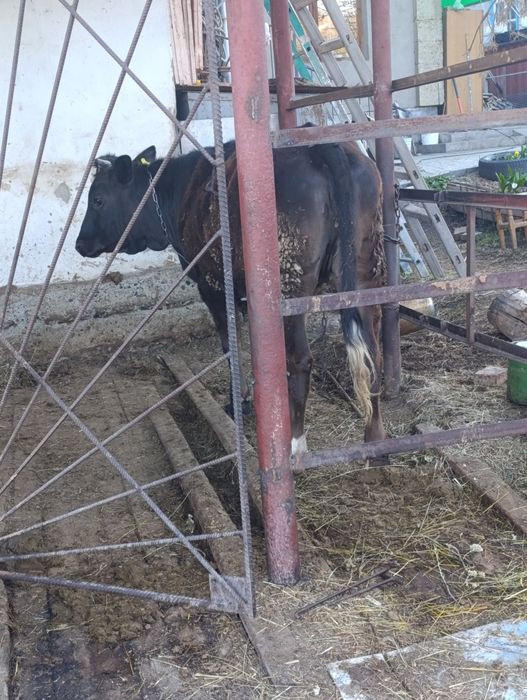 Продам молодую стельную первотелку