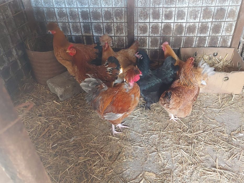 Vând găini și cocos moțat