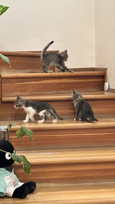 Котята в добрые руки