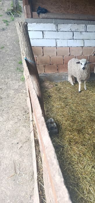 Vând sau schimb berbecuț