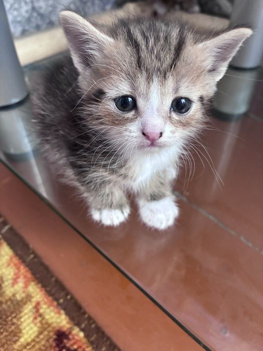Британские котята