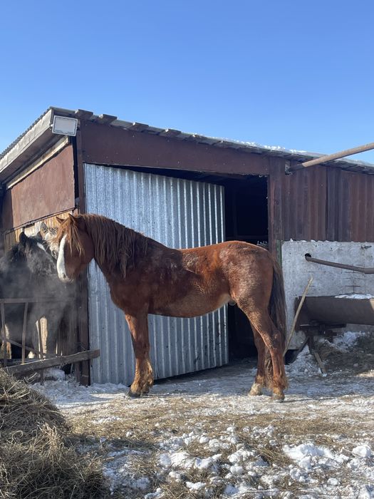 Продам жеребца на племя 8 лет