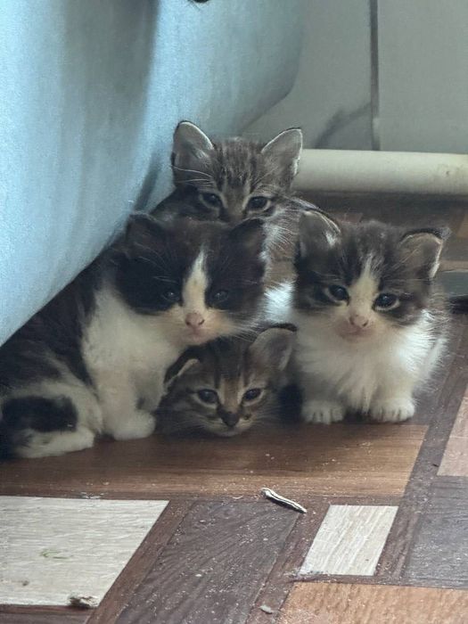 Отдам котят 1,5 в добрые руки
