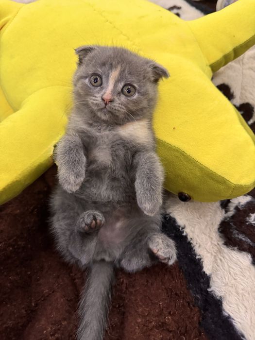 Очаровательная девочка Скоттиш-фолд ищет любящих хозяев!