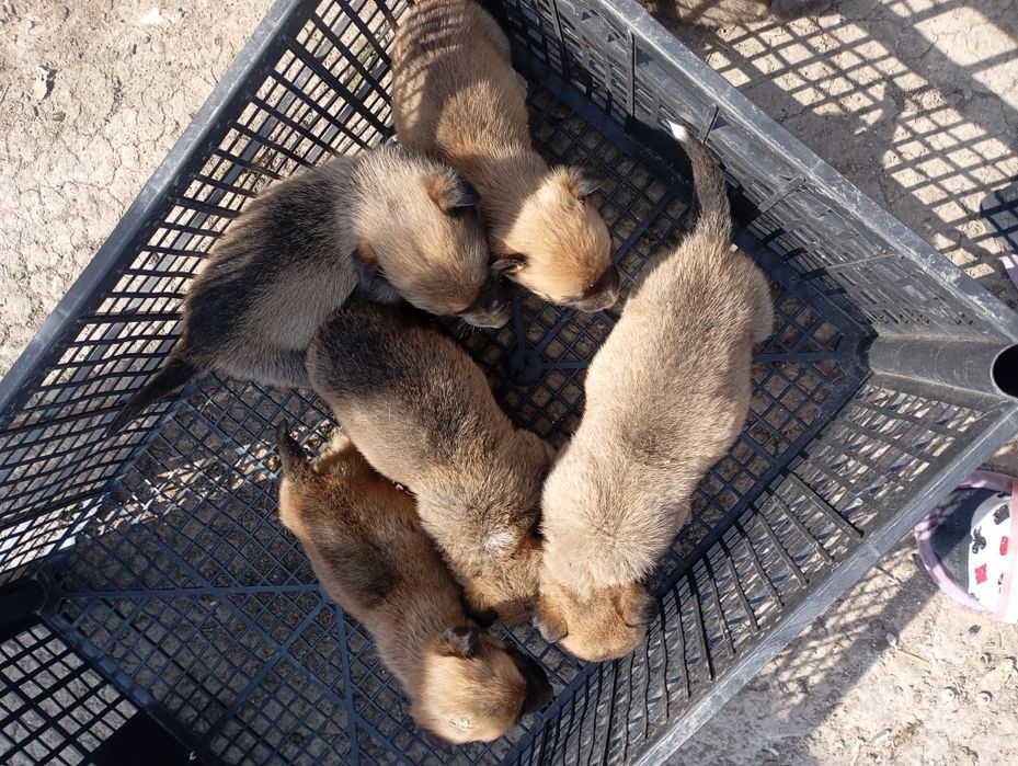 Donez cățeluș talie mică/medie