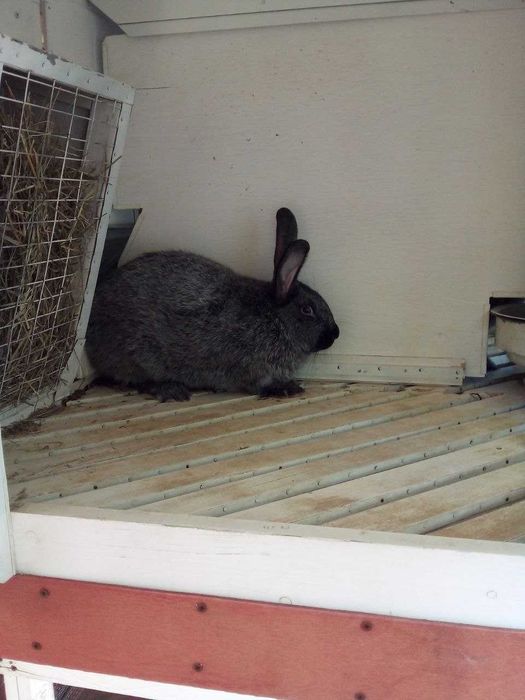 Продам кроликов порода Серебристый