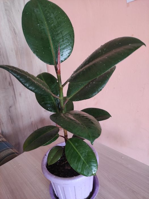 Продам Фикус красивый
