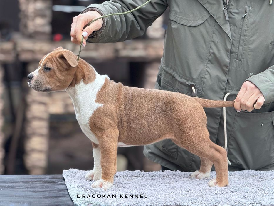 Pui amstaff rasa pură cu pedigree