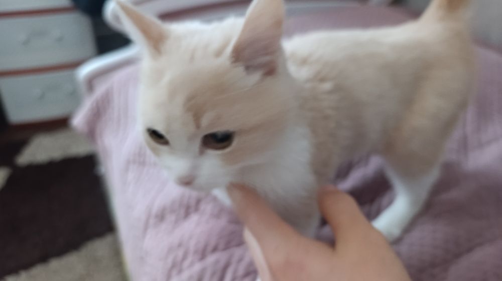 Продам Кошку турецкий ангора