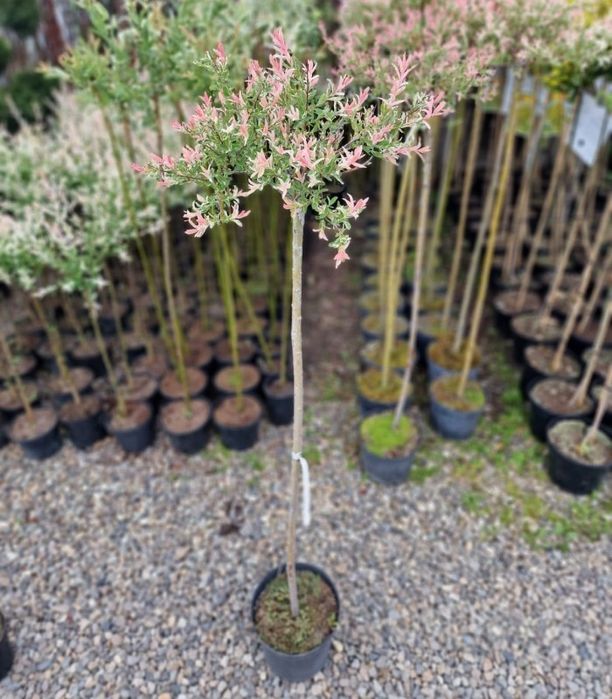 Salcie Japonez La Ghiveci Pe Trunchi