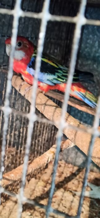 Розелла  гранатовая