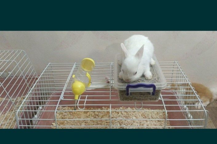 Дикаративный карликовый кролики