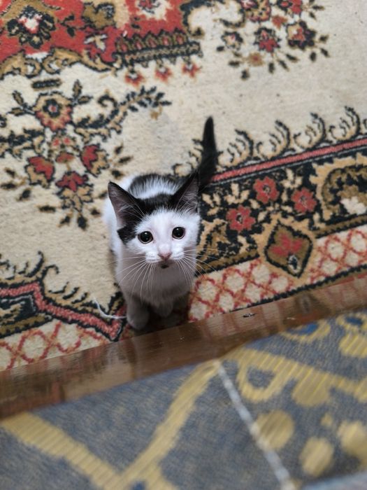Маленький Котёночек